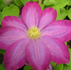 Clematis